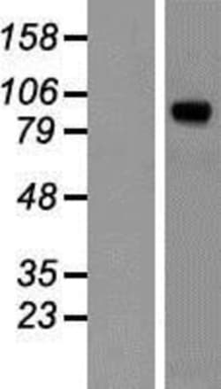 Novus Biologicals™ Peptidylglycine alpha-Amidating Monooxygenase/PAM Overexpression Lysate