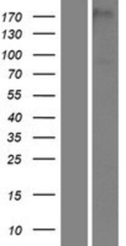 Novus Biologicals&trade;&nbsp;PAMR1 Overexpression Lysate