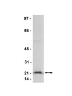 pan RhO/RAC/CDC42 Antibody (3L74), Novus Biologicals 0.1 mL; Unconjugated:Antibodies,