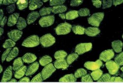 pan Actin Antibody (AC-40), Novus Biologicals 0.1mL; Unlabeled:Antibodies,