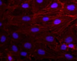 pan Actin Antibody (AC-40), Novus Biologicals 0.1mL; Unlabeled:Antibodies,