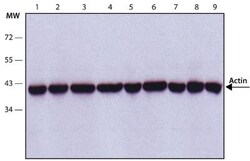 pan Actin Antibody (AC-40), Novus Biologicals 0.1mL; Unlabeled:Antibodies,
