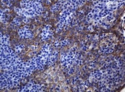 pan Cadherin Antibody (OTI4F1), Novus Biologicals 0.1 mL | Buy Online | Novus Biologicals | Fisher Scientific