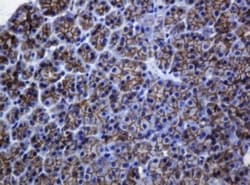 pan Cadherin Antibody (OTI4F1), Novus Biologicals 0.1 mL | Buy Online | Novus Biologicals | Fisher Scientific