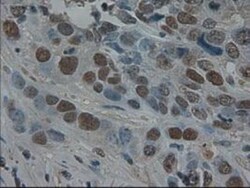 Pancreatic Amylase Alpha Antibody (OTI6D4), Novus Biologicals 0.1mL; Unlabeled:Antibodies,