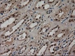 Pancreatic Amylase Alpha Antibody (OTI6D4), Novus Biologicals 0.1mL; Unlabeled:Antibodies,