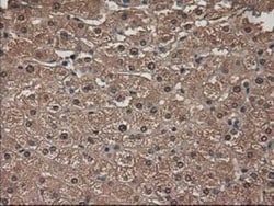 Pancreatic Amylase Alpha Antibody (OTI6D4), Novus Biologicals 0.1mL; Unlabeled:Antibodies,