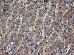 Pancreatic Amylase Alpha Antibody (OTI6D4), Novus Biologicals 0.1mL; Unlabeled:Antibodies,