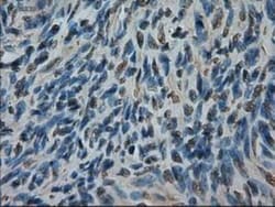 Pancreatic Amylase Alpha Antibody (OTI6D4), Novus Biologicals 0.1mL; Unlabeled:Antibodies,