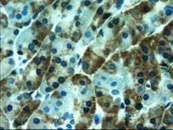 Pancreatic Amylase Alpha Antibody (OTI6D4), Novus Biologicals 0.1mL; Unlabeled:Antibodies,