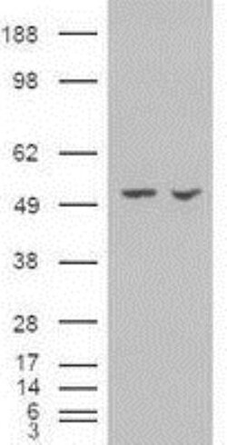 Pancreatic Amylase Alpha Antibody (OTI6D4), Novus Biologicals 0.1mL; Unlabeled:Antibodies,