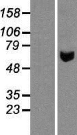 Novus Biologicals&trade;&nbsp;Pancreatic Amylase Alpha Overexpression Lysate