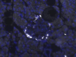Pancreatic Polypeptide/PP Antibody, Novus Biologicals 25 &mu;g, Unconjugated:Antibodies,