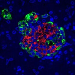 Pancreatic Polypeptide/PP Antibody, Novus Biologicals 25 &mu;g, Unconjugated:Antibodies,