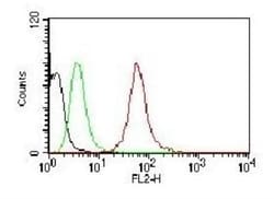 Cytokeratin, pan Antibody (AE-1/AE-3) - Azide and BSA Free, Novus Biologicals:Antibodies:Primary