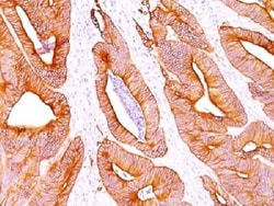 Cytokeratin, pan Antibody (AE-1/AE-3) - Azide and BSA Free, Novus Biologicals:Antibodies:Primary