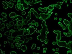 Cytokeratin, pan Antibody (PCK-26), Novus Biologicals 0.1mL; Unlabeled:Antibodies,