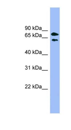 PANK4 Antibody, Novus Biologicals:Antibodies:Primary Antibodies