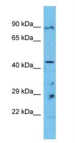 Pannexin-1 Antibody, Novus Biologicals 0.05mg; Unlabeled:Antibodies, Polyclonal