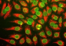 pan Nuclear Pore Complex Marker Antibody (39C7), Novus Biologicals 0.5