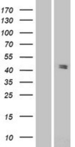 Novus Biologicals&trade;&nbsp;Pannexin-3 Overexpression Lysate