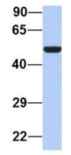 PAOX Antibody, Novus Biologicals 100&mu;L; Unlabeled:Antibodies, Polyclonal
