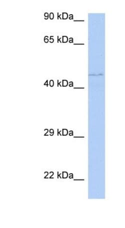 PAOX Antibody, Novus Biologicals 100&mu;L; Unlabeled:Antibodies, Polyclonal