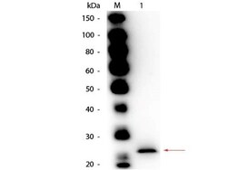 Papain Antibody, Novus Biologicals 100ug:Antibodies, Polyclonal