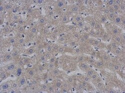 PAPD1 Antibody (1D3), Novus Biologicals 0.1mg; Unlabeled:Antibodies, Monoclonal