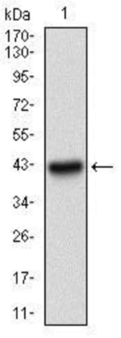 Papilin Antibody (5B2E5) - BSA Free, Novus Biologicals:Antibodies:Primary