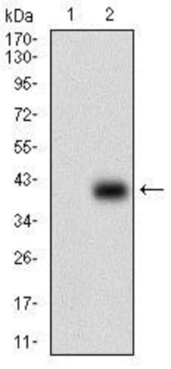 Papilin Antibody (5B2E5) - BSA Free, Novus Biologicals:Antibodies:Primary