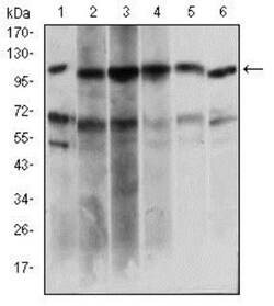 Papilin Antibody (5B2E5) - BSA Free, Novus Biologicals:Antibodies:Primary