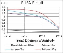 Papilin Antibody (5F2D10) - BSA Free, Novus Biologicals:Antibodies:Primary