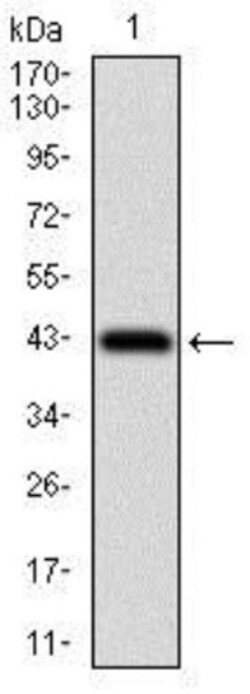 Papilin Antibody (5F2D10) - BSA Free, Novus Biologicals:Antibodies:Primary