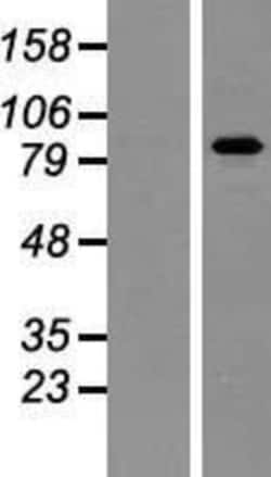 Novus Biologicals&trade;&nbsp;PAPOLA Overexpression Lysate