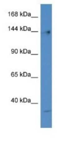 DNA Polymerase gamma Antibody, Novus Biologicals 100&mu;L; Unlabeled:Antibodies,