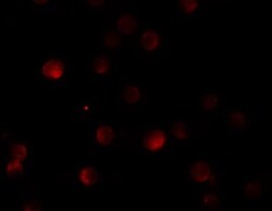 Pappalysin-2/PAPP-A2 Antibody - BSA Free, Novus Biologicals 0.1mg; Unlabeled:Antibodies,