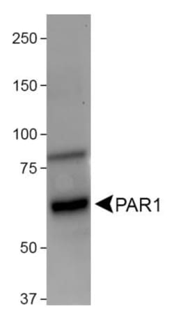 PAR1/Thrombin Receptor Antibody (N2-11), Novus Biologicals:Antibodies:Primary