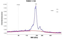 PARD3/Par3 Antibody, Novus Biologicals 0.1mL; Unlabeled:Antibodies, Polyclonal