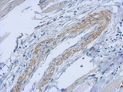 PARD6B Antibody, Novus Biologicals 0.1mL; Unlabeled:Antibodies, Polyclonal