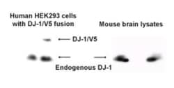 Park7/DJ-1 Antibody, Novus Biologicals:Antibodies:Primary Antibodies