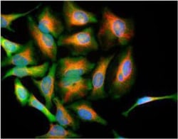 Park7/DJ-1 Antibody (4H4), Novus Biologicals 0.1mL; Unlabeled:Antibodies,
