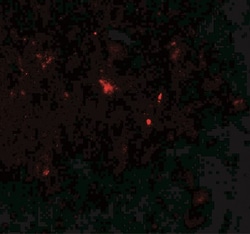 Parkin Antibody - BSA Free, Novus Biologicals 0.1mg; Unlabeled:Antibodies,