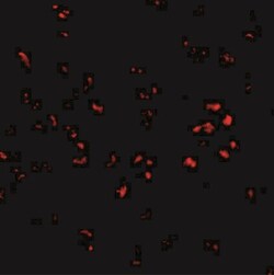 PARL Antibody - BSA Free, Novus Biologicals 0.025 mg, Unconjugated:Antibodies,