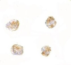 PARL Antibody - BSA Free, Novus Biologicals 0.025 mg, Unconjugated:Antibodies,