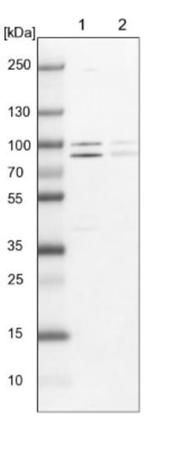 PARN Antibody, Novus Biologicals:Antibodies:Primary Antibodies