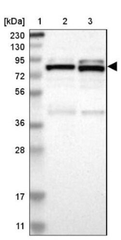 PARN Antibody, Novus Biologicals:Antibodies:Primary Antibodies