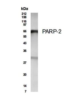 PARP2 Antibody - Unpurified, Novus Biologicals 0.1mL; Unlabeled:Antibodies,
