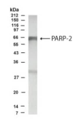 PARP2 Antibody - Unpurified, Novus Biologicals 0.1mL; Unlabeled:Antibodies,