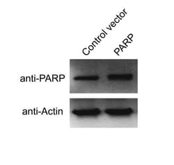 PARP Antibody (194C1439) - Cleaved - Azide and BSA Free, Novus Biologicals